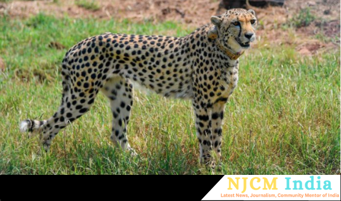 Fastest animal