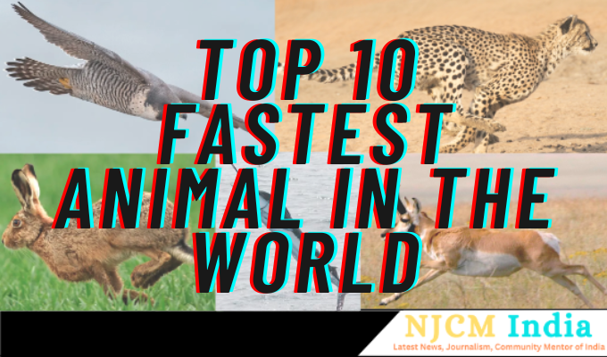 Top 10 fastest animal
